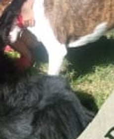 Los perros guardianes del jardín